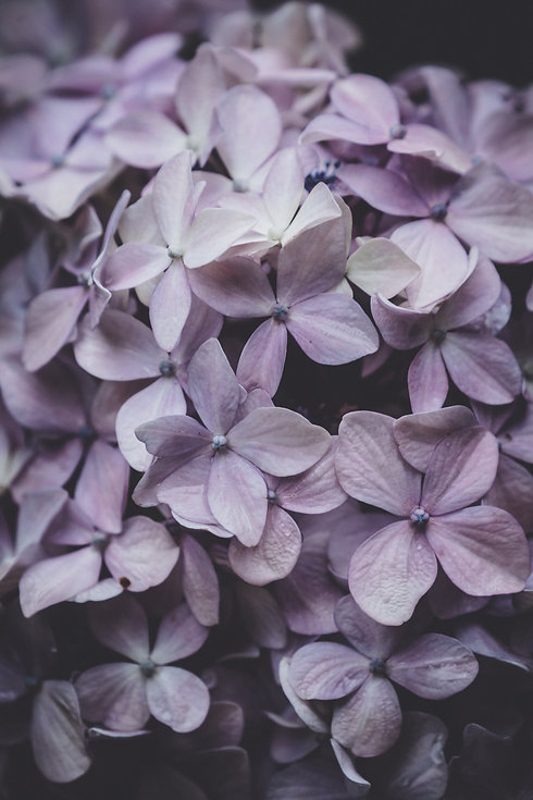 Image by Annie Spratt