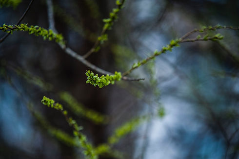 Image by Elaine Won