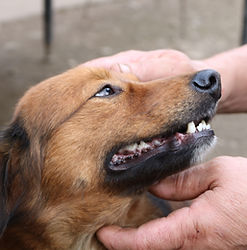 Image by Fox