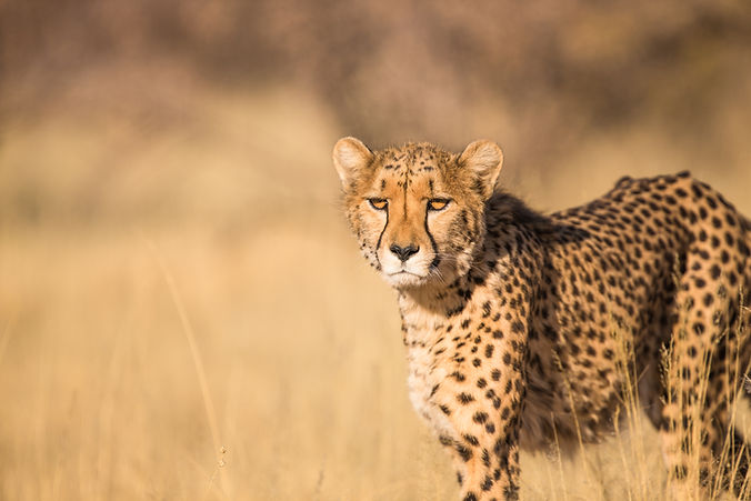 Cheetah (Image by jean wimmerlin)