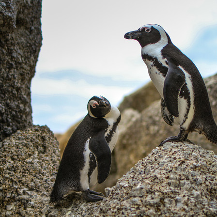 Penguin Safari