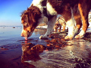 Brown-and-white dog laps water at a rocky lakeshore 