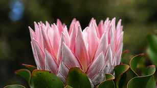 Image by Jelle de Gier