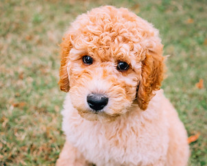 goldendoodle