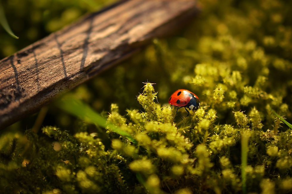 organic pest control products