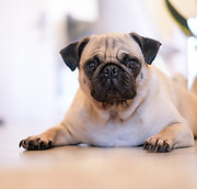 Raza de perro pug