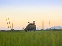 voyage nord vietnam