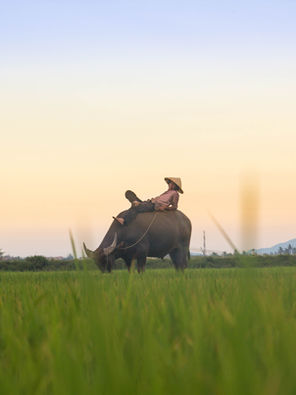 Vietnam, the perfect land with the perfect food