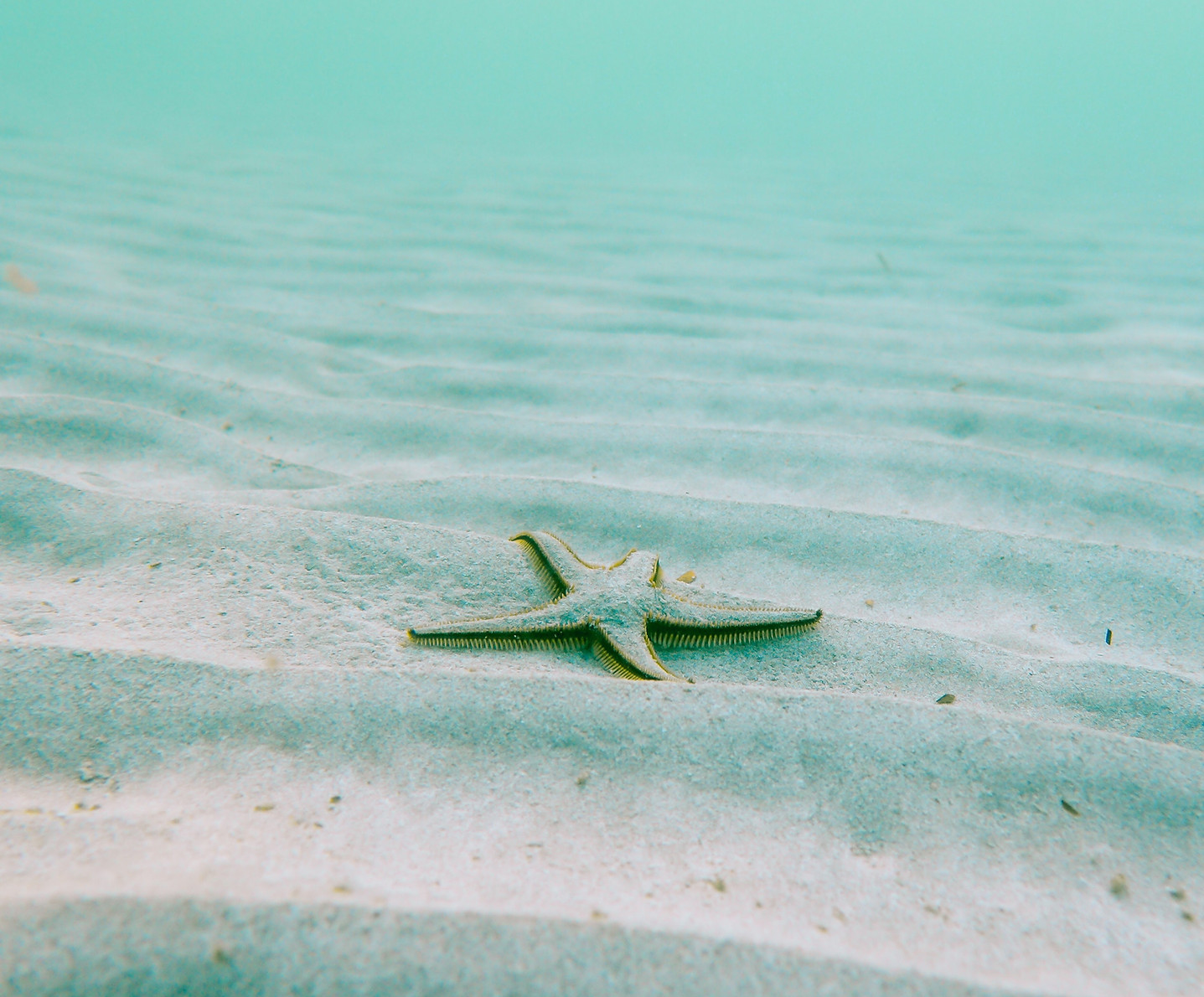 Image by Linus Nylund