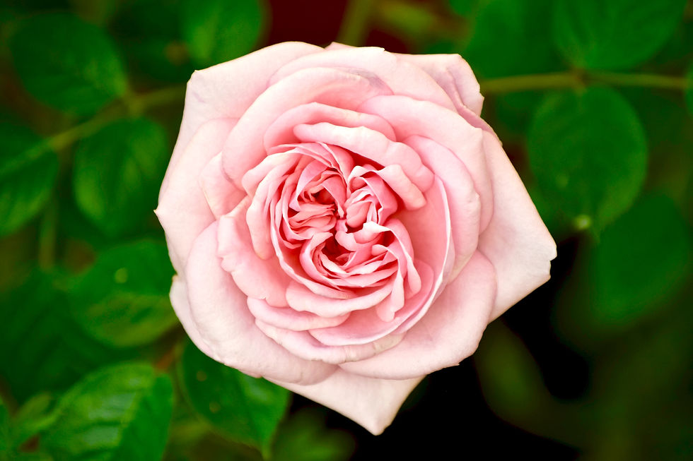 Image shows a rose flower