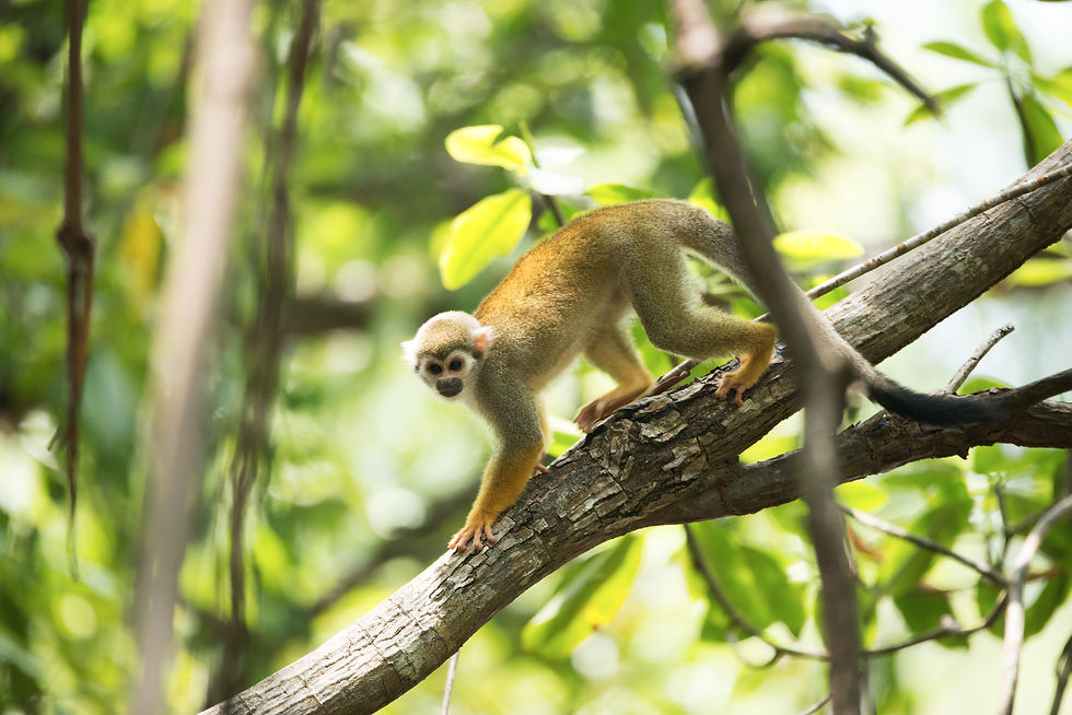 Squirrel monkey in lush green tree; Image by Vincent van Zalinge