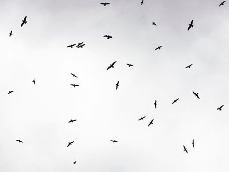 Voice of the Birds