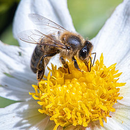 bees, buttterflies, pollination, pollen season, flowerbb project, cordina hair