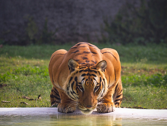 Image by Ratanjot Singh