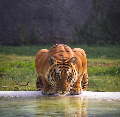 Image by Ratanjot Singh