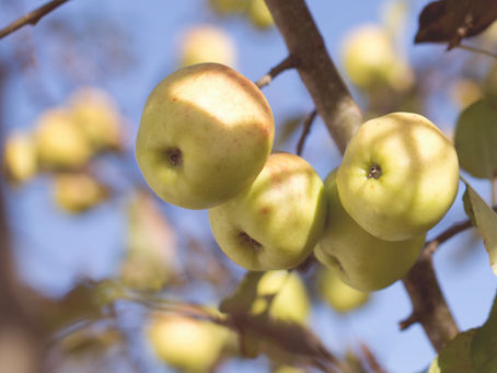 The Health Benefits of Apple Juice – Nature’s Refreshing Boost from Druce’s Juices