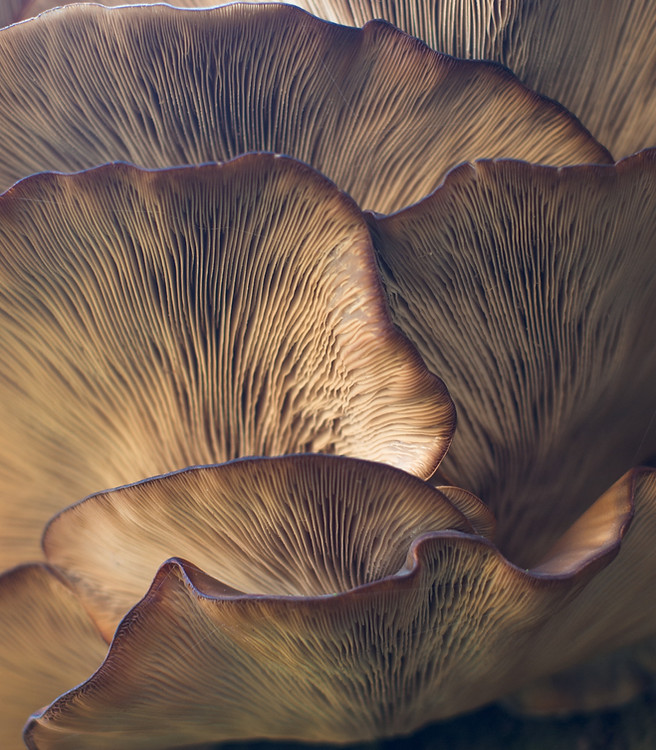 Image by Damir Omerović