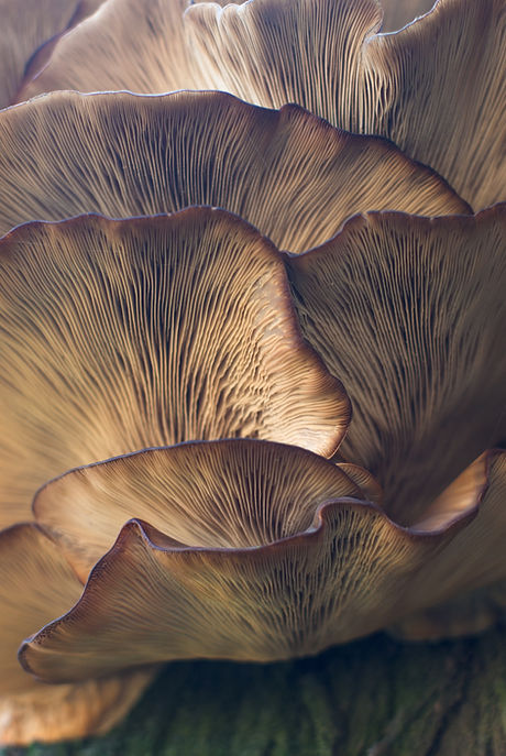 Image by Damir Omerović
