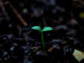 Hope Grows