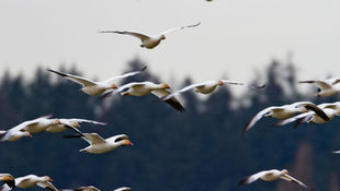 Migrating towards state approval for federal land projects