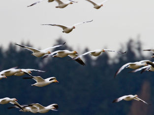 Migrating towards state approval for federal land projects