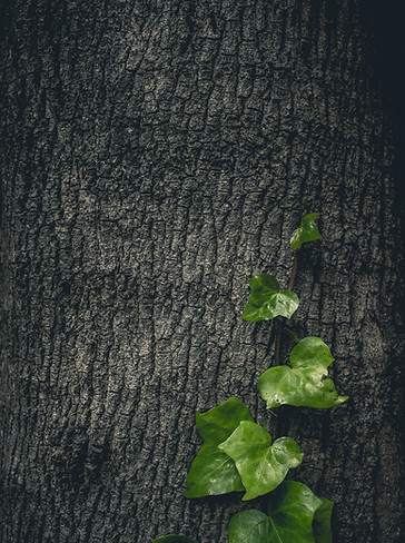 Image by Zuriel Galindo