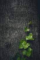 Image by Zuriel Galindo