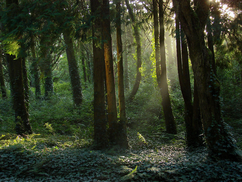 zauberhafter Wald, Japan, idyllisch, reiches Grün, Feen, Elfen, Vegetation, Sonnenlicht durch die Bäume, Träume, Hier