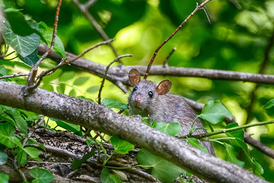 Roof rat looking at the camera. Image by Alexander Crawley