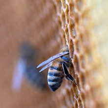 Image by Wolfgang Hasselmann