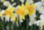 Yellow and White Daffodils