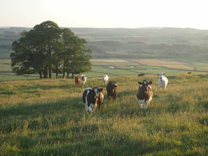 Biodiversità e genetica: qual é la loro incidenza sulla qualità della carne bovina?
