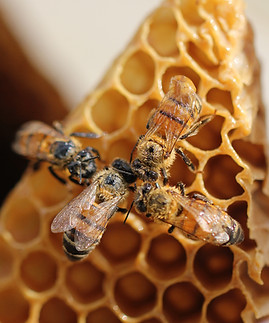 Image by Shelby Cohron