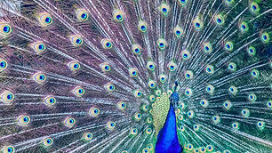 Image by Srikanta H. U