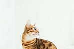 Image by Paul Hanaoka