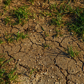 Toxic Soil