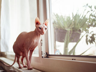 Le Sphynx