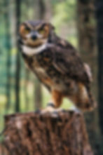 Owls Around Us