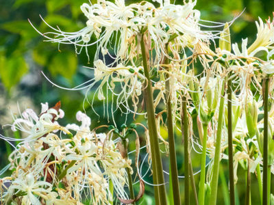 「山中に暦日なし（さんちゅうにれきじつなし）」