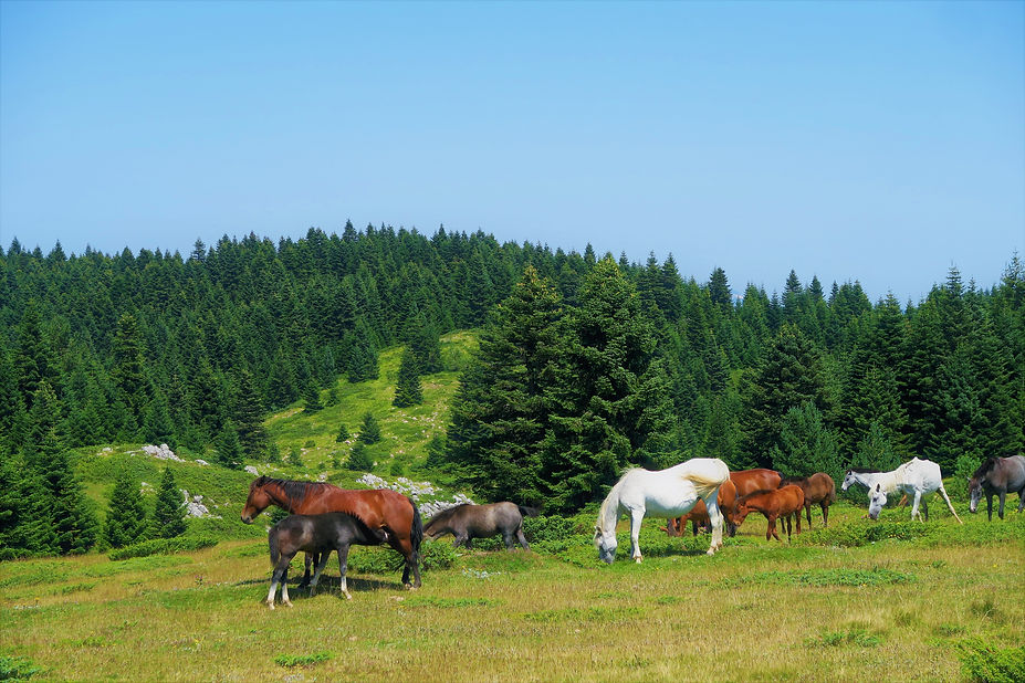 Image by ekrem osmanoglu