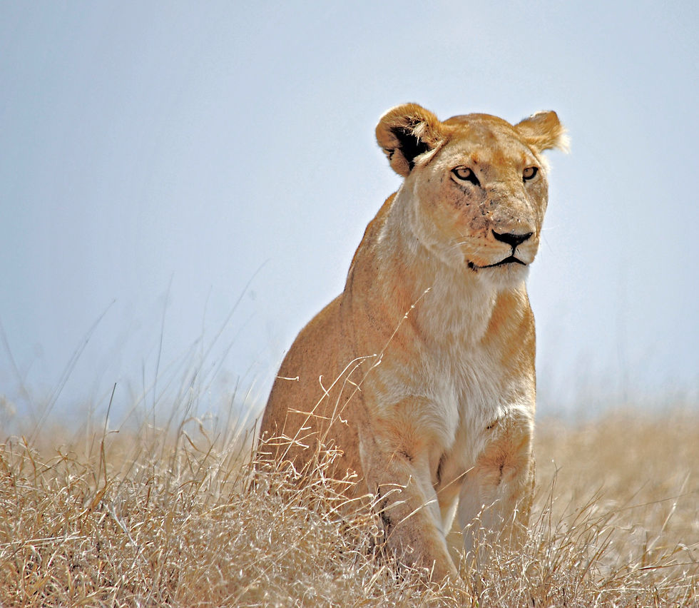lioness watching for a hunt 