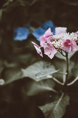 Image by Annie Spratt