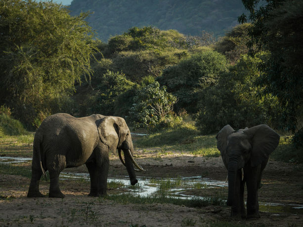 Elefanti selvatici nella Valle dello Yunnan immersa nella natura.