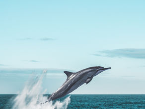 Experience the Thrill of Swimming with Dolphins in Zanzibar's Kizimkazi Village