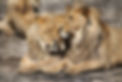 Safari Njema Hunting Safaris Zambia Hunting Packages