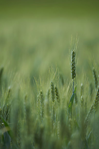 Image by Wolfgang Hasselmann