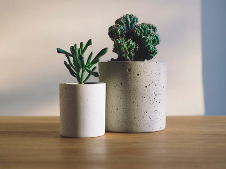 Where Should I Put My Plants?
