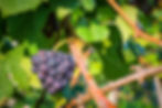 Vignes proche de Reims