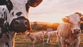 The truth about Bovaer®: could this new chemical in your milk mess with your hormones and fertility? What we know so far.