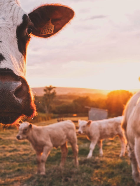 La propuesta amigable con el medio ambiente planteada por MinAgricultura